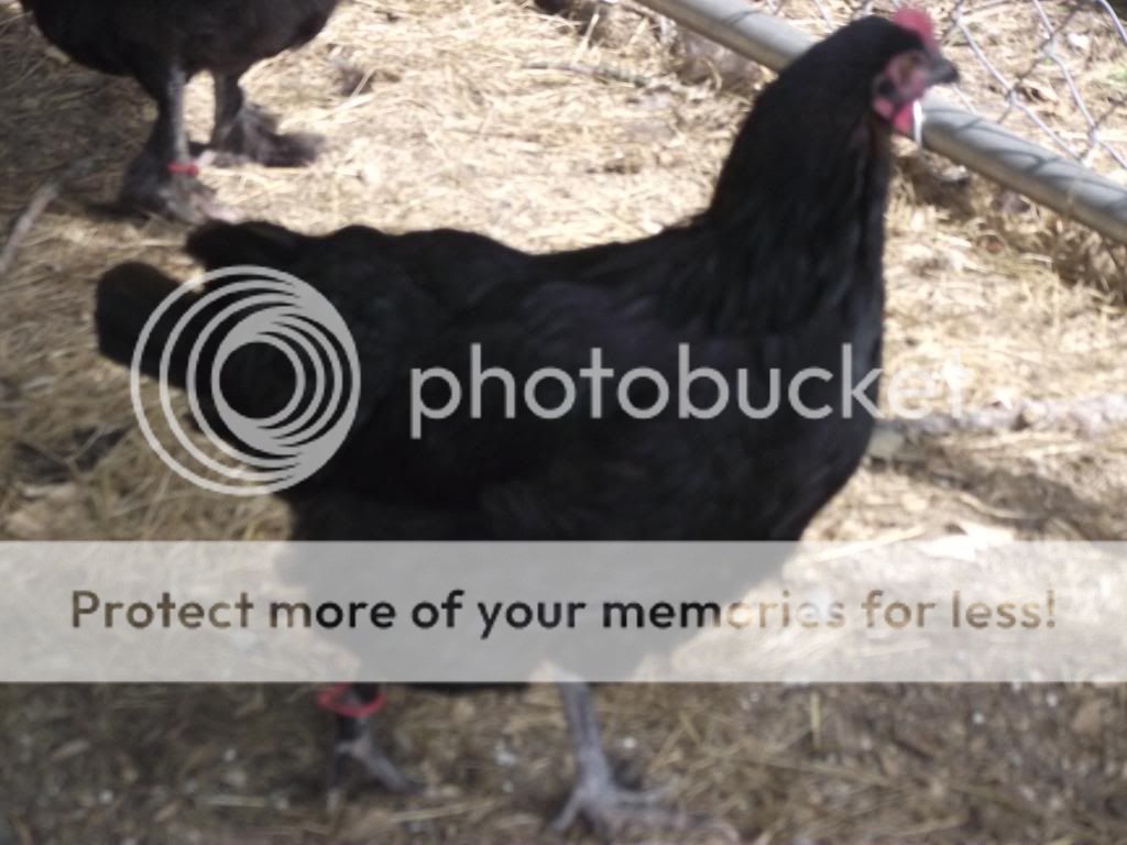 DSCF3733.jpg