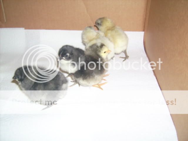 chicks008.jpg