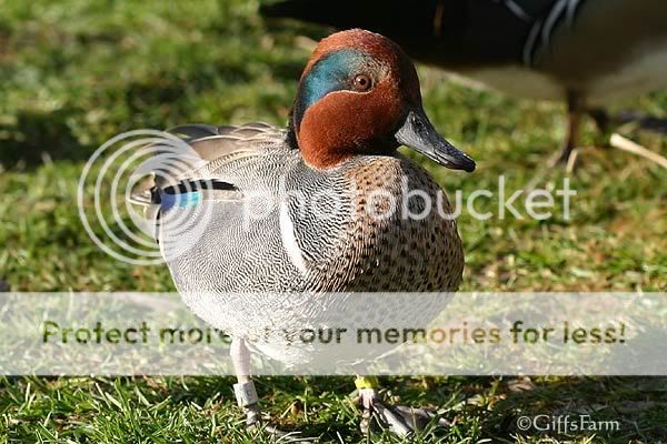 photobucket-gwt.jpg