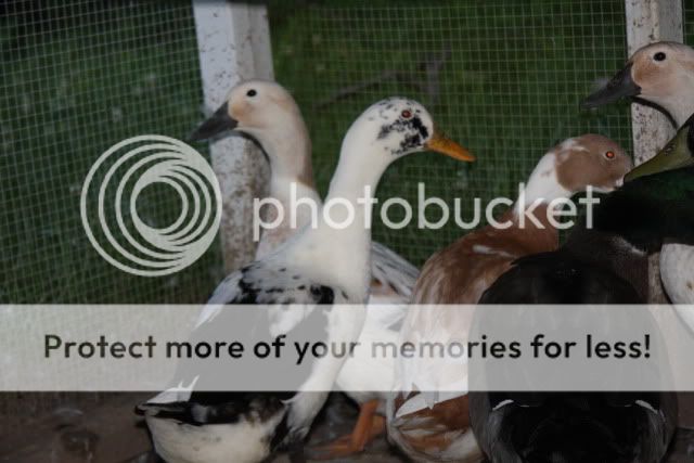 Ducks224.jpg