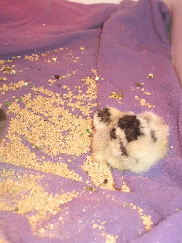 chicks018.jpg