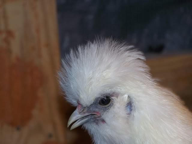MyChickens002.jpg