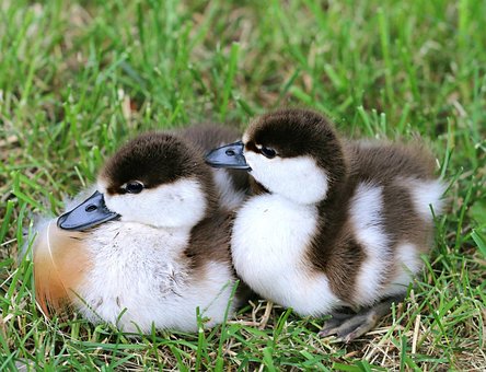 ducklings-1468937__340.jpg