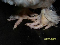 3435500277_2c34a98023_m.jpg