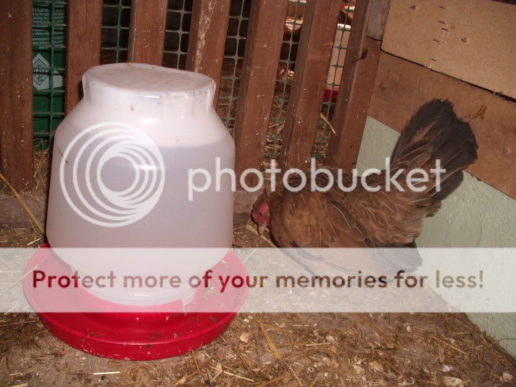 chickens2004.jpg