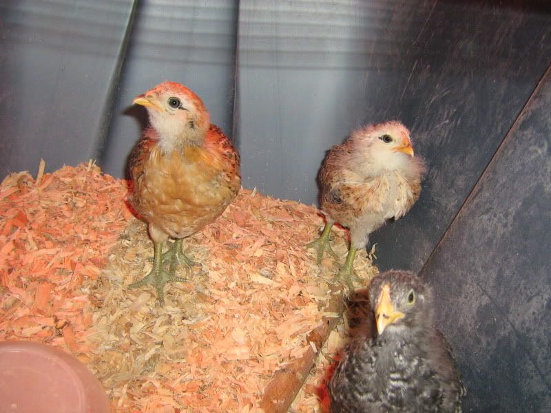 SFandChicks049.jpg