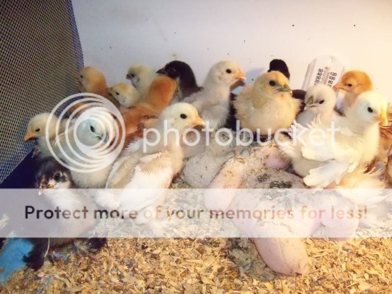 chicks2weeks010.jpg