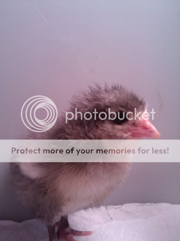 Chick1.jpg