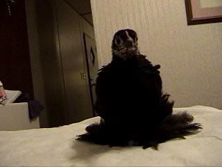 lotsoffeathers.jpg