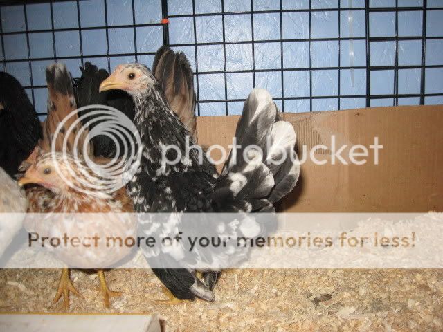 IMG_0459.jpg