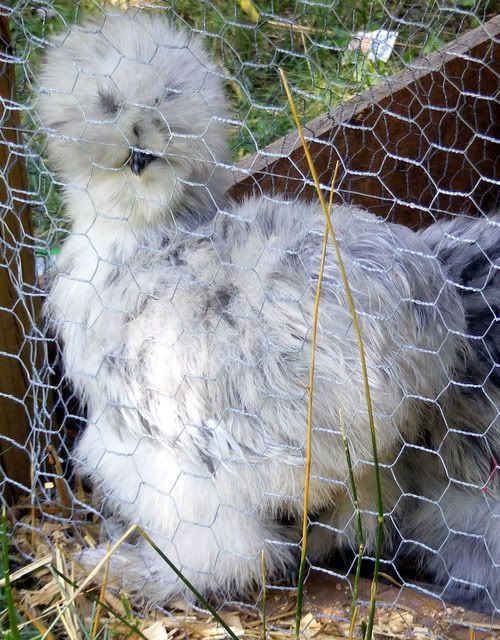 chickensinjuly022.jpg