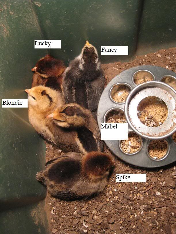 chicks7days.jpg
