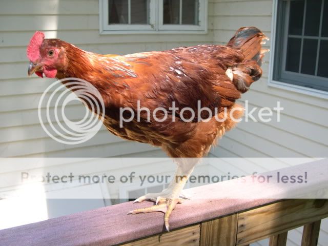 DSCN1727.jpg