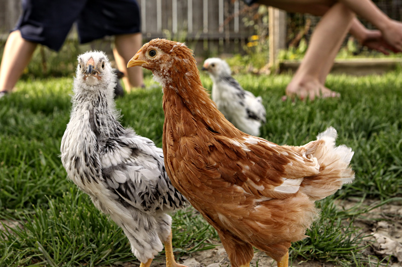 chickens_099.jpg