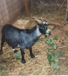 michaelgoat.jpg