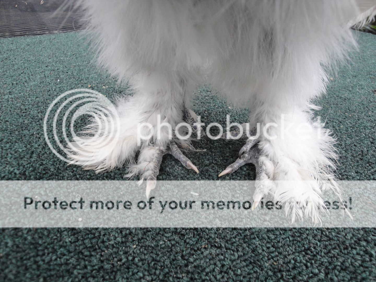 silkieandouille021.jpg