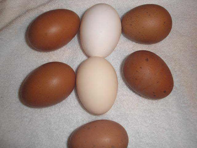 Maranseggs.jpg