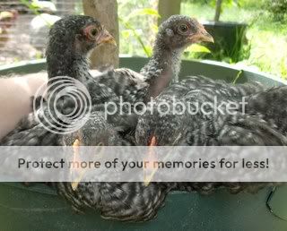 pullets2.jpg