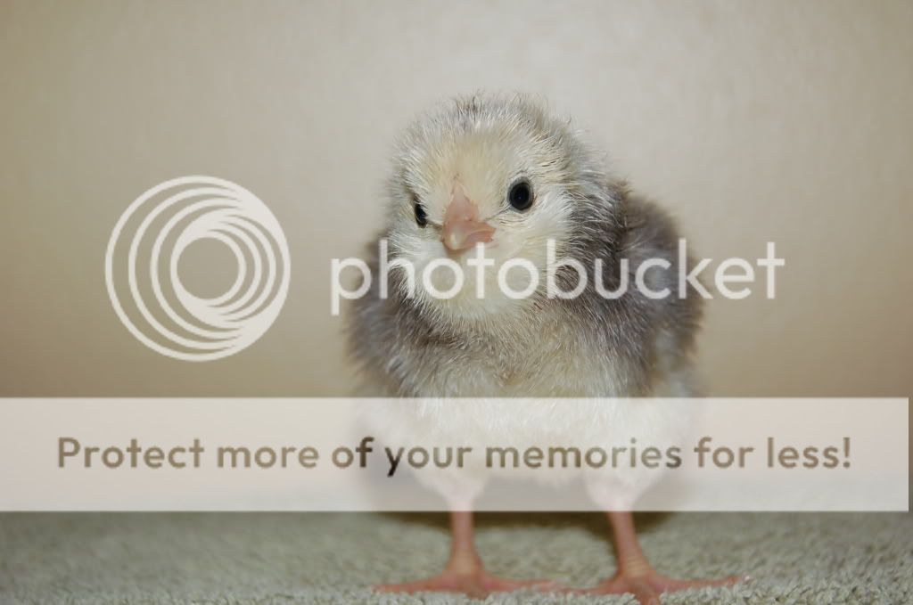 Newbabychickens036.jpg