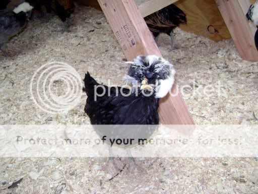 wchick2.jpg