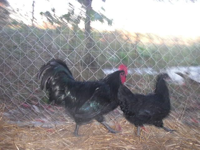 AustralorpRoo009.jpg