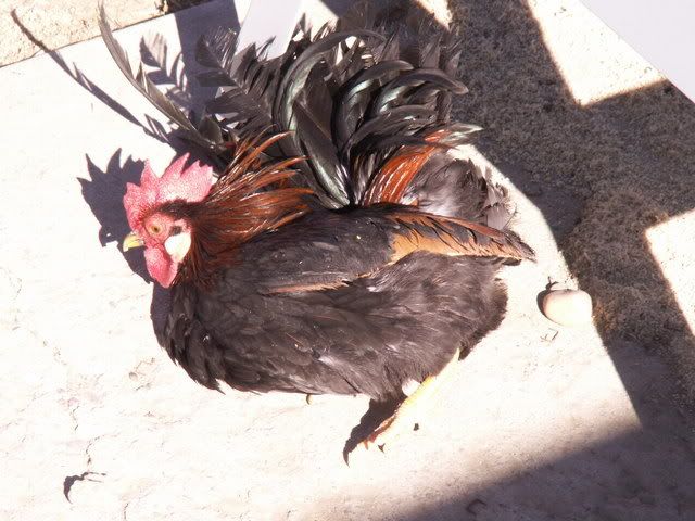 birds111.jpg