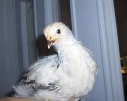 Lilly.jpg