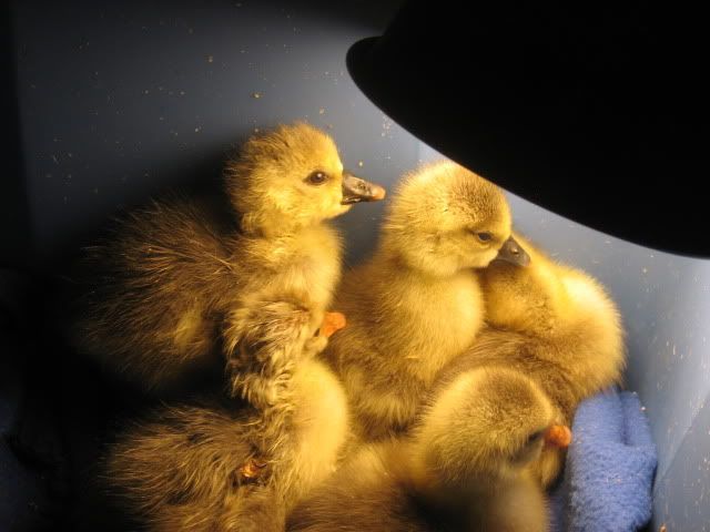 ducksandgeese028.jpg