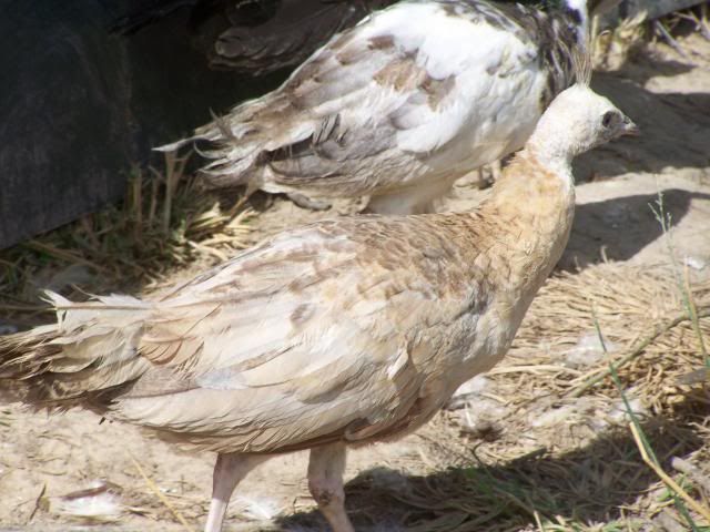 peachicks081.jpg