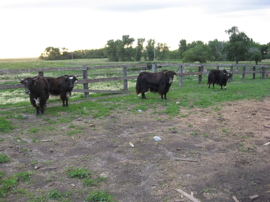 1yakcows.jpg