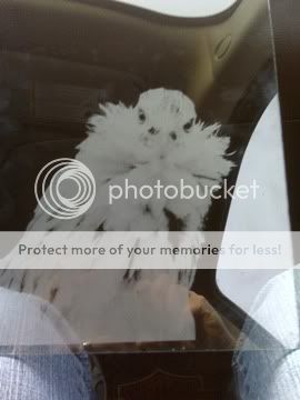 chickenglass.jpg