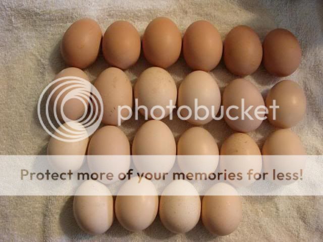 browneggs-1.jpg