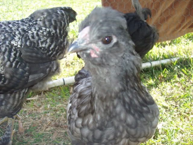Chickens211.jpg