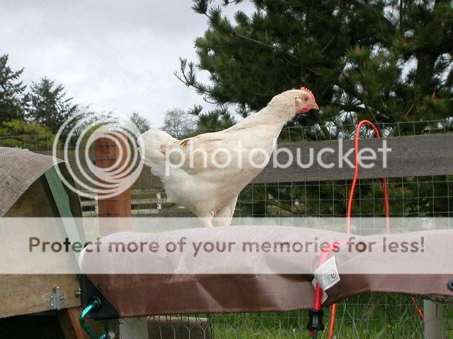chickensapr17003.jpg