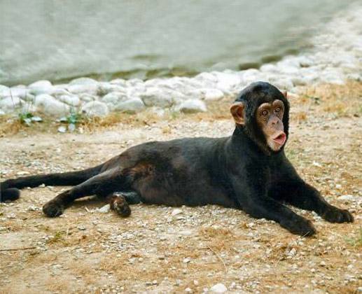 funnymonkey9.jpg