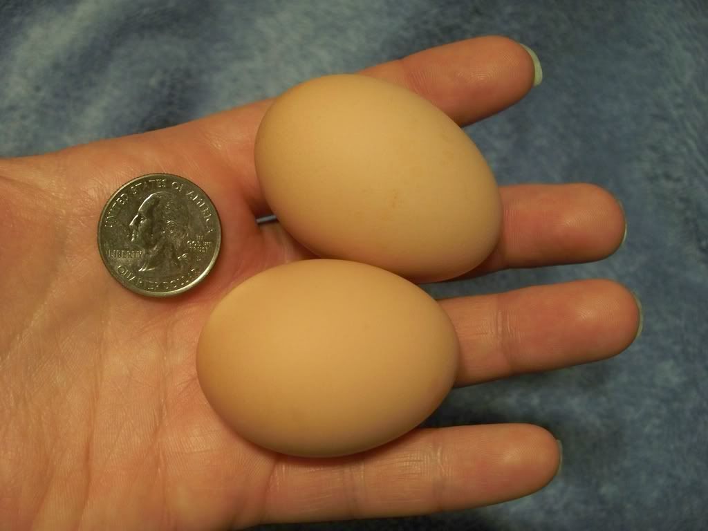 firsttwoeggs.jpg
