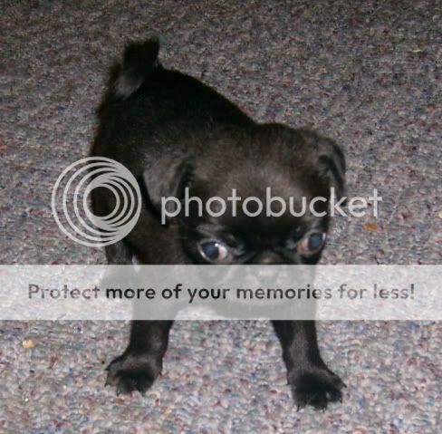 pugpuppies050.jpg