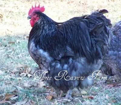 Winston401-03-2011.jpg