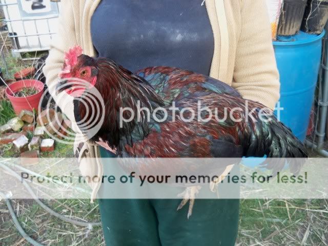 100_1084.jpg