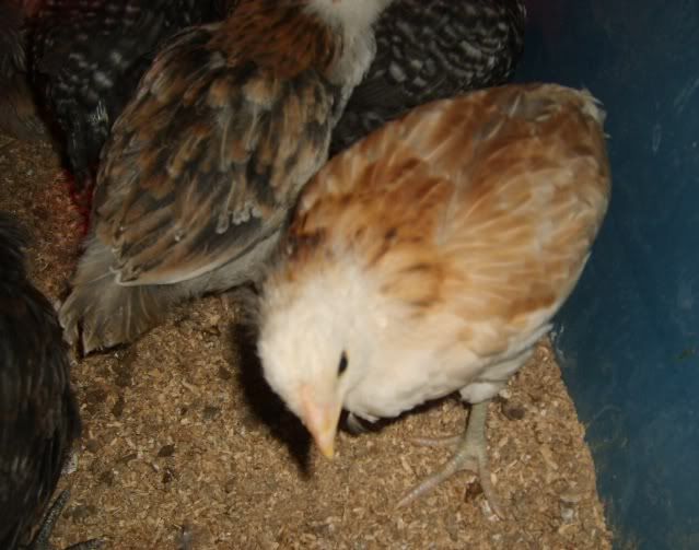 wheatens008.jpg