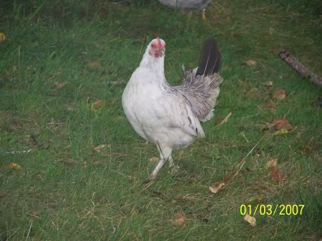 100_1650.jpg