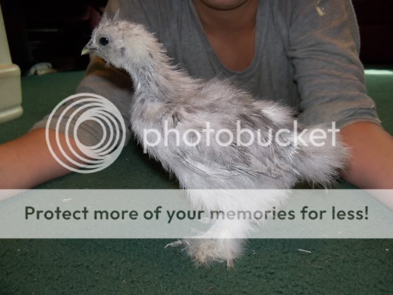 5weekchick011.jpg