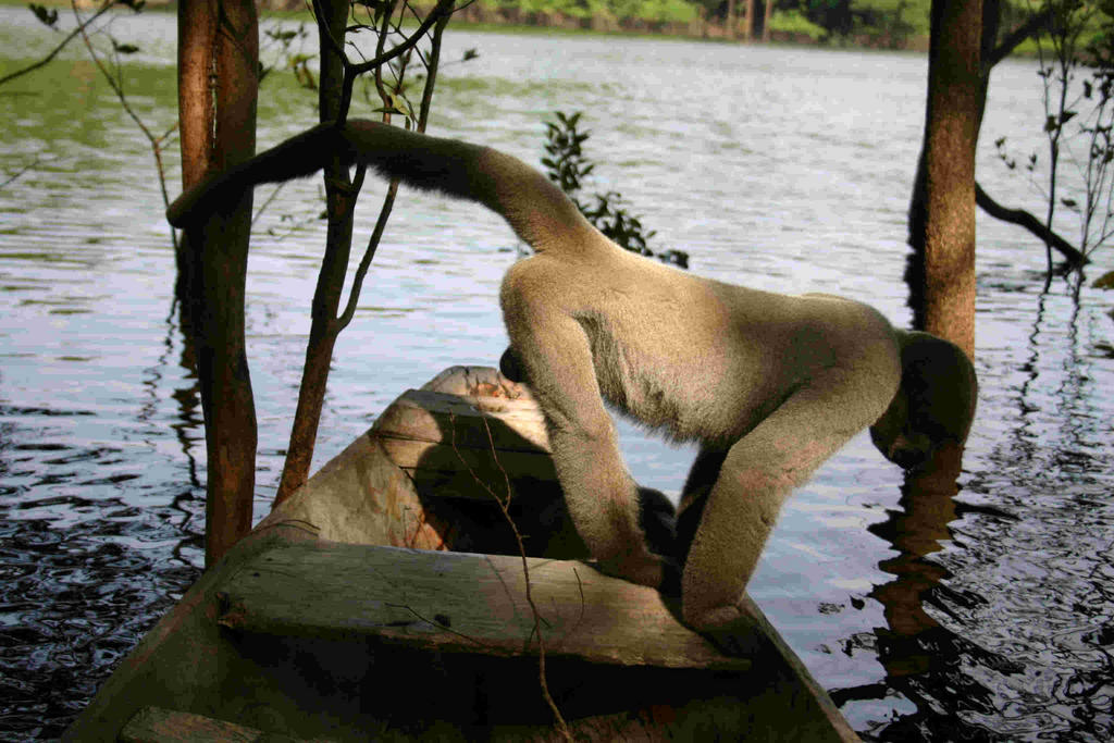 Monkey%20in%20Canoe%20-looking%20over%20boat.jpg