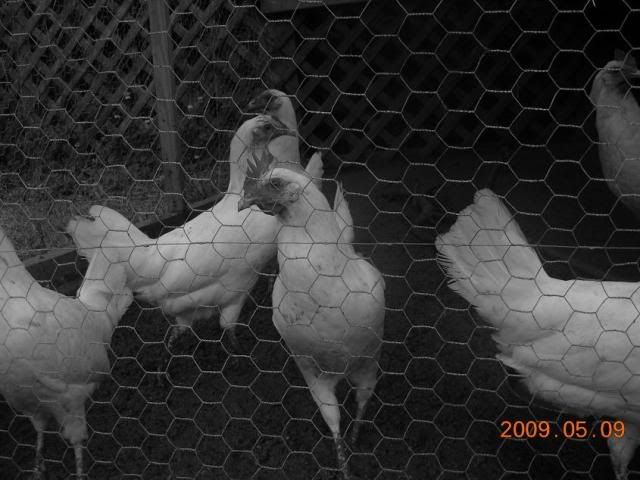 Leghorns.jpg