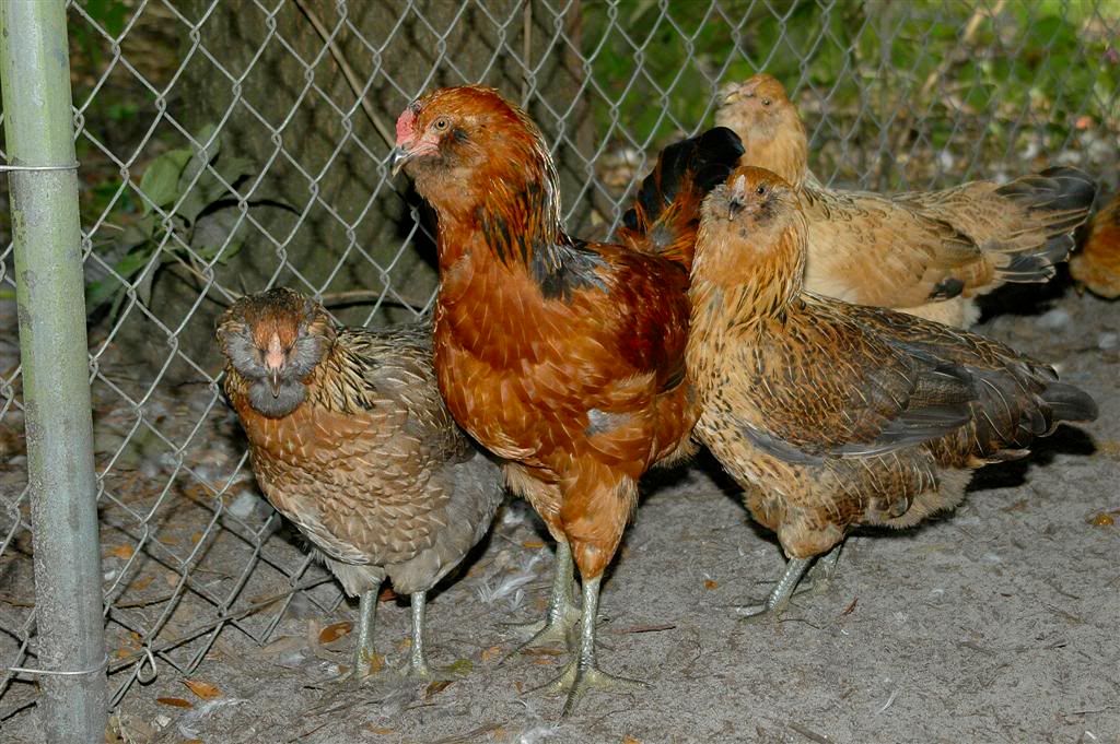 chick13.jpg