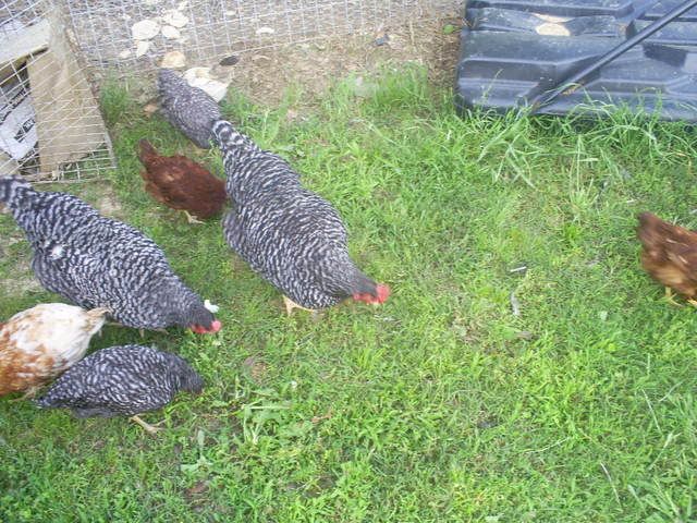 animals021.jpg