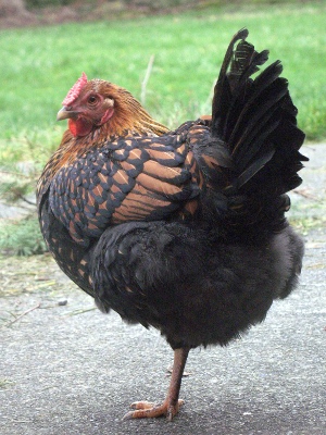 20090114_chickens_06.jpg