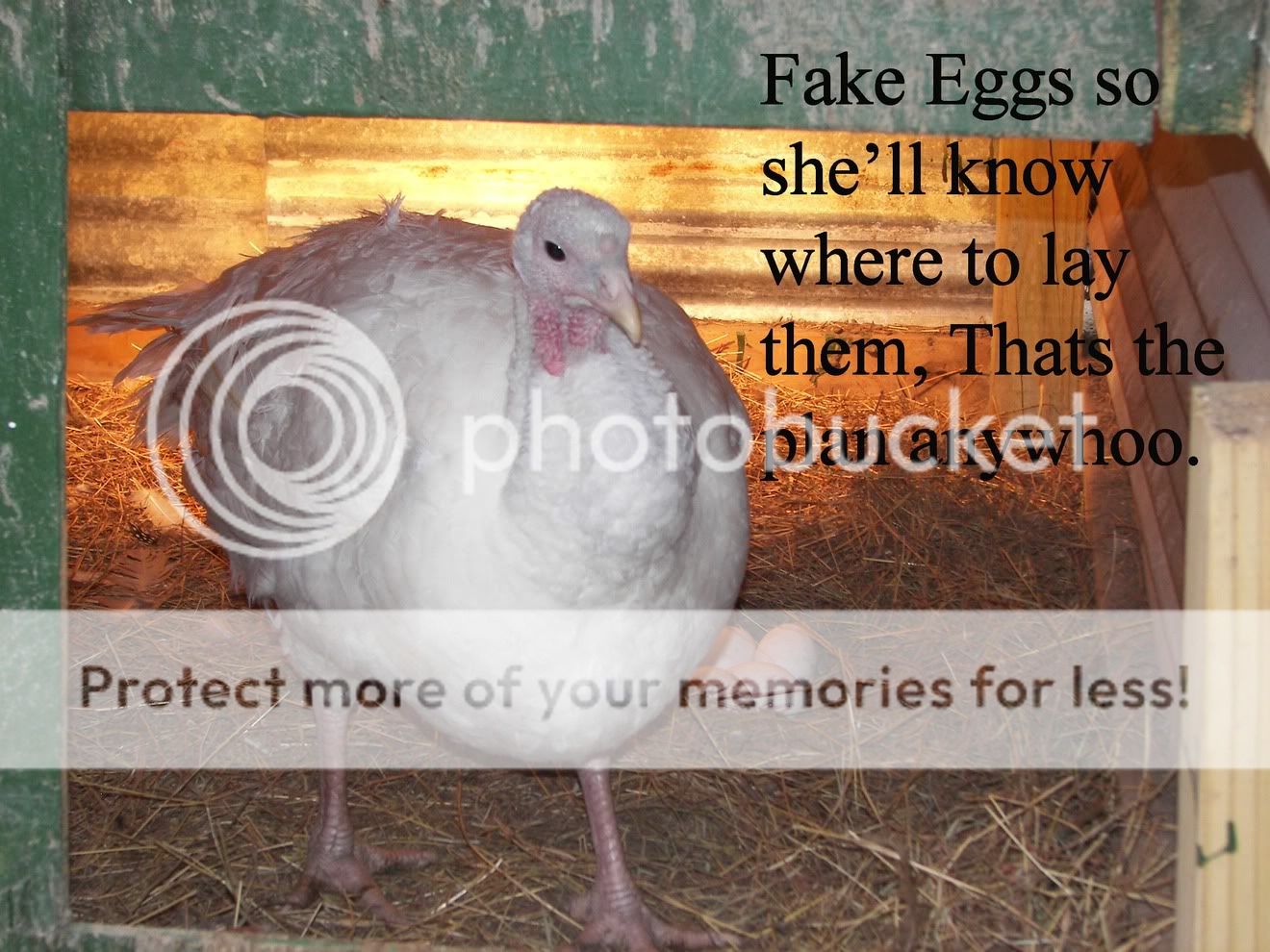Turkey1b.jpg