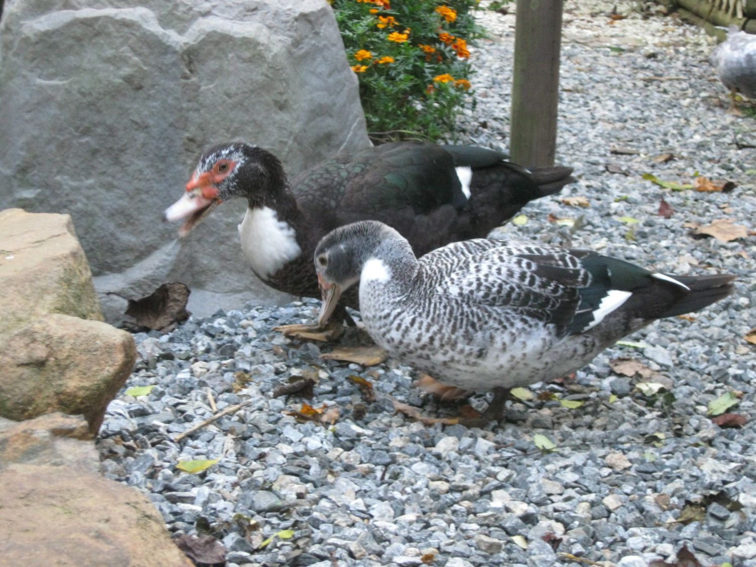 200x200px-ZC-b76bd0f7_Mis.10-2013006.jpeg