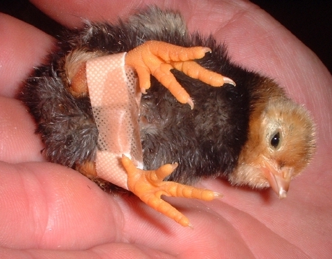 Chick%20Splint%209-04.jpg